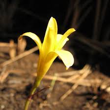 Image result for Cyrtanthus breviflorus