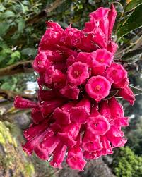 Image result for Cestrum
