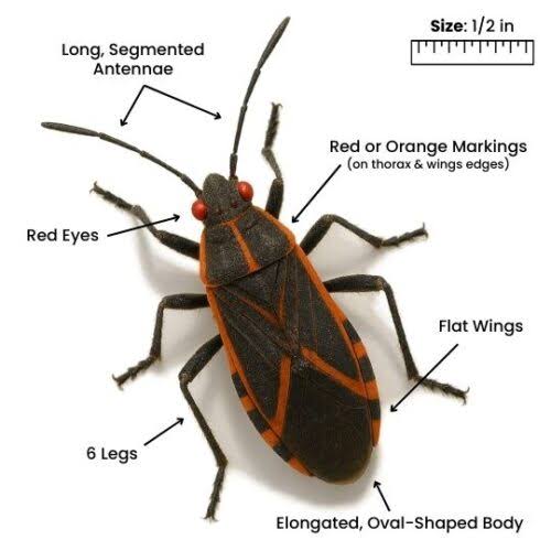 Boxelder bugs cluster on siding in late summer before moving indoors., AI generated
