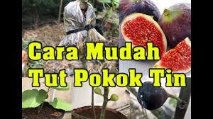 Kacang tanah akan mulai tumbuh secara serempak setelah 7 hari setelah ditanam dan akan berbunga ketika berusia 20 hari dan berlanjut sampai umur 75 hari. Cara Mudah Tut Pokok Tin Easy Step Marcotting Figs Tree Part 1 Youtube