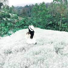 Oleh luthfi diposting pada 09/02/2021. 7 Taman Bunga Edelweis Paling Cantik Yang Wajib Kamu Kunjungi Reddoorz Blog
