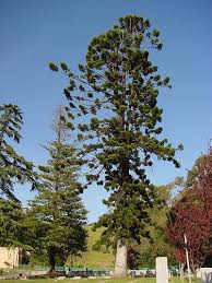 Image result for Araucaria cunninghamii