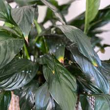 As the flowers age (several weeks after blooming) they naturally start to turn. The Truth About The Peace Lily How To Keep It Healthy And Beautiful My Tasteful Space