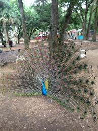 There's just something about a farm that there's just something about a farm that brings out the child in all of us. Peacock Picture Of Green Meadows Petting Farm Kissimmee Tripadvisor