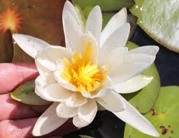 Image result for Nymphaeaceae