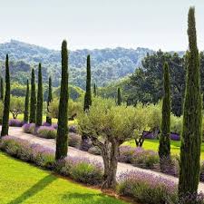 Buy Italian Cypress Trees For Sale Garden Goods Direct In 2020 Olive Trees Landscape Landscape Design Mediterranean Landscaping
