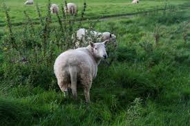 Ammeter shop is the app of professionals for professionals. Schafe Wildnis Im Nordteil Vom Englischen Garten Entdecken Mit Vergnugen Munchen