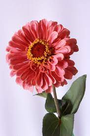 Sfoglia il volantino e scopri tutti gli sconti e le offerte settimanali per una spesa facile e completa. La Zinnia Un Antico Fiore Che Torna Ad Essere Di Moda