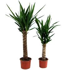 каталог комнатных комнатные цветы фото и названия и уход за ними Leveldisznoveny Leveldisznovenyek Fitoland Hu Palmaliliom Jukka Yucca Rasteniya Komnatnye Rasteniya Domashnij Dekor