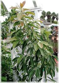 Avocado Persea Americana Hass Gunstig Online Kaufen Mein Schoner Garten Shop