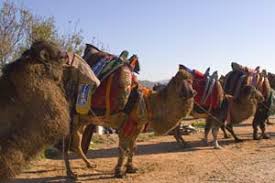 Koca bodrum'un tek adam gibi denize girilecek plajidir. Camel Wrestling Followtheboat