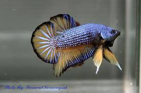 Ikan arwana ini terkenal dengan julukan ikan naga atau dragon fish karena ikan arwana memiliki bentuk badan yang hal yang tidak kalah penting lagi adalah saat panen. 10 Tips Penjagaan Ikan Laga Supaya Penggemar Ikan Betta Facebook
