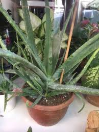 Aloe veranın sayısız faydasına aşağıda yer vereceğiz ancak günümüzde çağın hastalığı olan kanser üzerindeki etkisi en önemli özelliklerinden biridir. Aloe Vera Bakimi Puf Noktalari Nelerdir Cicekal Net