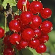 Groseillier A Grappes Rouge London Market Pot 4litres Truffaut Comment Planter Jardinerie Truffaut Arbuste Fruitier