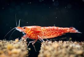 Cherry Shrimp Care Breeding Compatibility Aquarium Requirements Cherry Shrimp Ghost Shrimp Beta Fish Tank