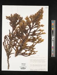 Image result for Anisopappus kirkii