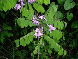 Image result for Millettia oblata