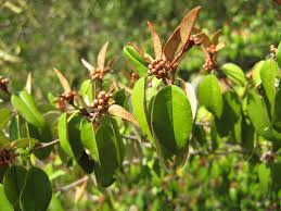 Image result for Croton dichogamus