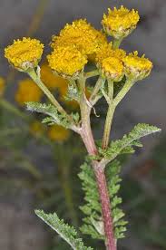 Image result for Tanaecium