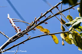 Image result for Cassia agnes