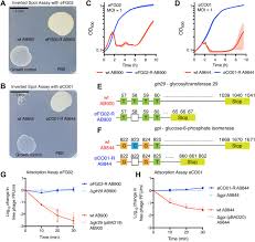 Image result for Striga baumannii