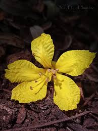 Image result for Schizolobium parahyba