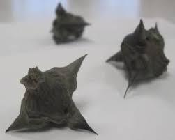 Image result for Trapa natans