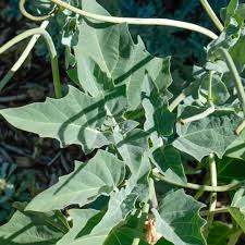 Image result for Datura inoxia