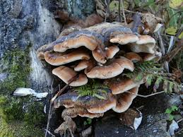 Image result for Ischnoderma resinosum