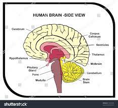 Maybe you would like to learn more about one of these? Vector Human Brain Diagram Side View With Royalty Free Stock Vector 74430700 Avopix Com