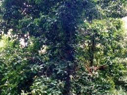 Image result for Syzygium owariense