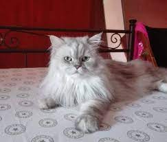 See full list on catorcat.com Pin On Romeo Adult