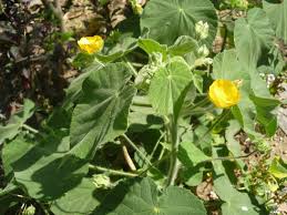 Image result for Abutilon hirtum