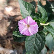 Image result for Nyctaginaceae