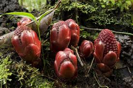 Image result for Balanophoraceae