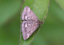 Image result for Pyrausta despicata