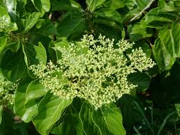 Image result for Premna serratifolia