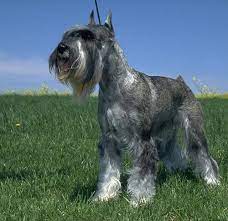 Adopt gigi a standard schnauzer / mixed dog in san diego, ca (31617443) standard schnauzer · san diego, ca. 7 Things You Didn T Know About The Standard Schnauzer American Kennel Club