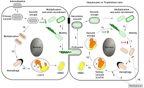 How to use a microscope. Listeria Monocytogenes Switches From Dissemination To Persistence By Adopting A Vacuolar Lifestyle In Epithelial Cells