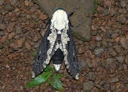 Com Xyleutes Persona Size Australia Hayvanlar Kelebekler