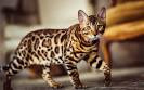 Bengal Cat | Cat Breed Selector