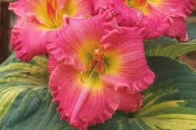 Live your outdoor dream New plants 2008 Live your outdoor dream New plants  2008