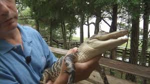 Lake jordan was impounded by alabama power company in 1928; Gator Sighting Reported On Logan Martin Lake Wbma
