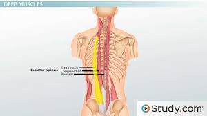 Broadly considered, human muscle—like the muscles of all vertebrates—is often divided into striated muscle, smooth. Muscles Of The Vertebral Column Support Movement Biology Class Video Study Com
