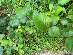 Image result for Rubus ellipticus