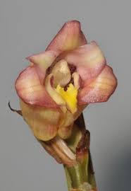 Image result for Ancistrorhynchus clandestinus