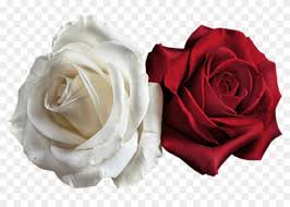 Check spelling or type a new query. Free Png Transparent White And Red Roses Png Images Red And White Rose Png Clipart 188550 Pikpng