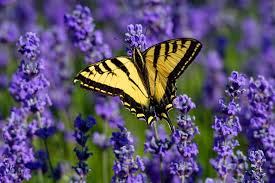 Dreamstime is the world`s largest stock photography community. Very Active Yellow Butterfly Boom In Washington State Wsu Insider Washington State University