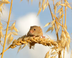 This site contains information about corn harvest wallpaper. Download Wallpaper 1280x1024 Eurasian Harvest Mouse Mouse Ears Of Corn Standard 5 4 Hd Background