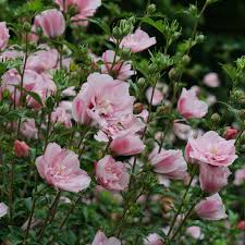 Image result for Hibiscus syriacus ´Pink Chiffon